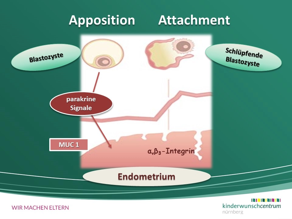 Die Einnistung des Embryos (Implantation)