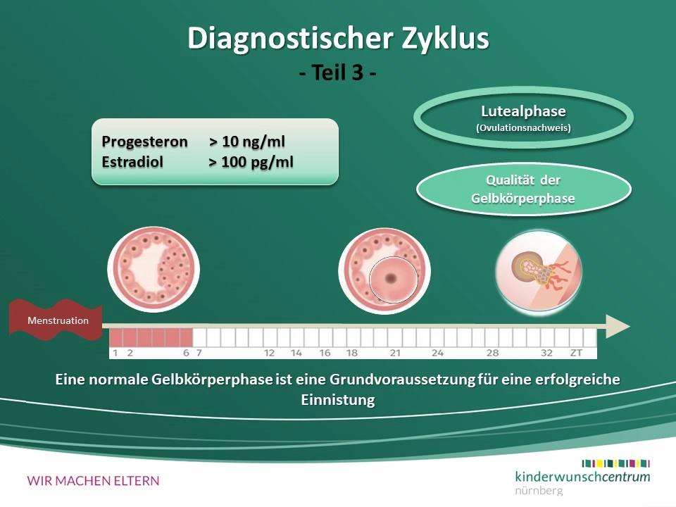transparente pflanztpfe Transparente Anzuchttpfe  klare Sicht aufs Wurzelwerk